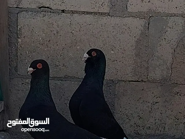 جواز حمام للبيع