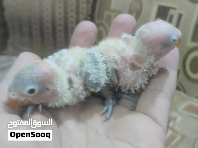 افراخ غندور فيشر كرين ثنينهن