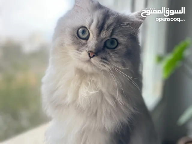بيع قط من نوع شانشيلا فارسي