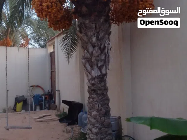 نخله طابونى الحجم الكبير