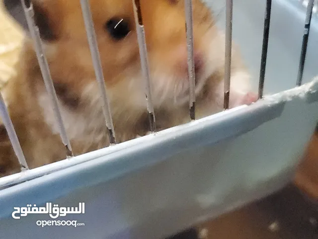 Hamster with cage هامستر