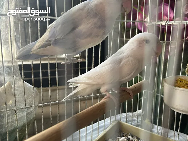 زوج لوفبيرد مونتجين