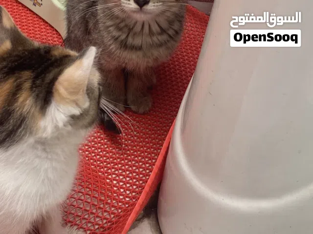قطتين شيرازي