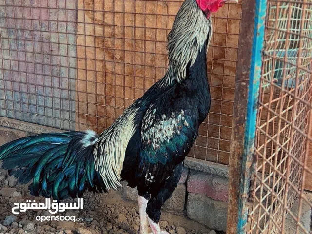 ديك بكستاني