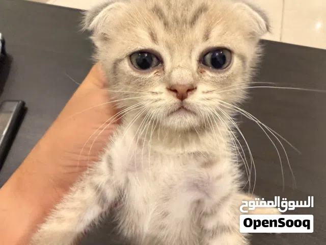 قطط اسكتلندية مطوية ومستقيمة للبيع
