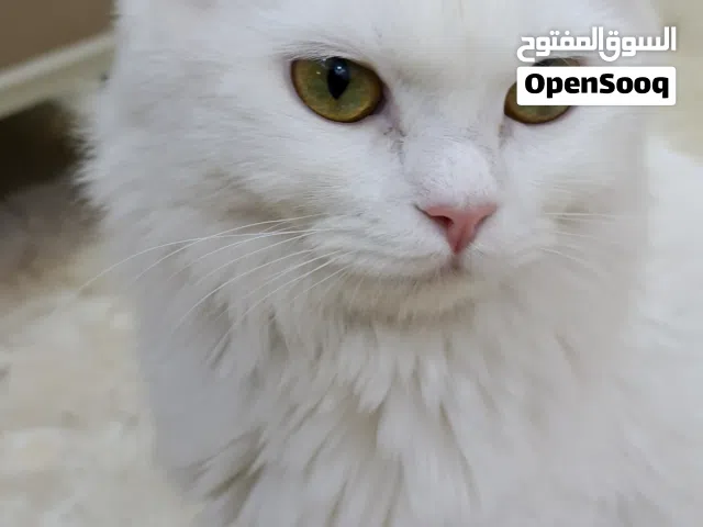 البيع مع الغراض