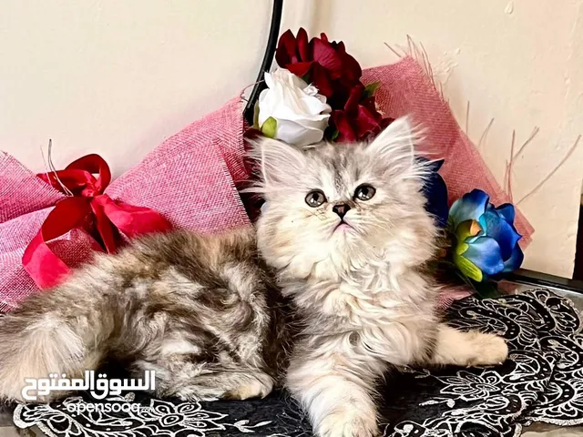 قطة شيرازي اصل عمر شهرين سعر رخيص جدا