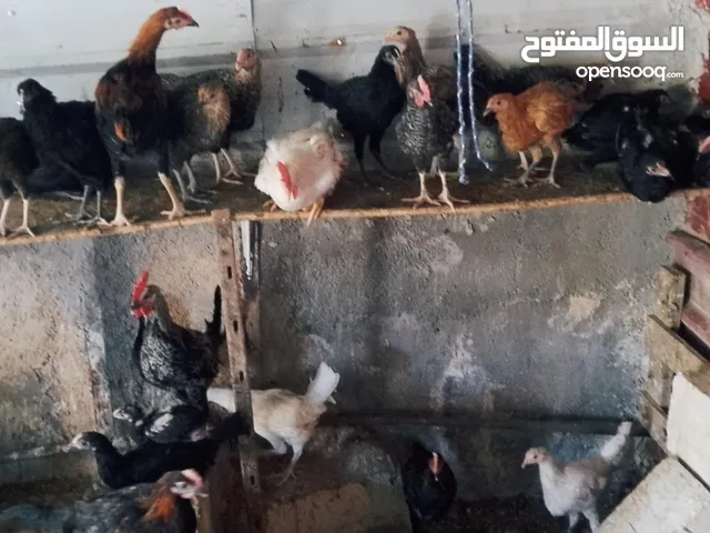 فراخ جاج للبيع عمر من ،3شهور والعافيه سته اشهر