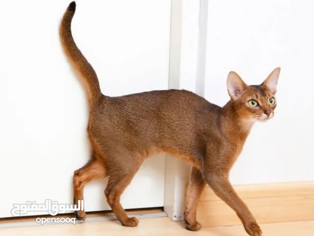 Abyssinian cat