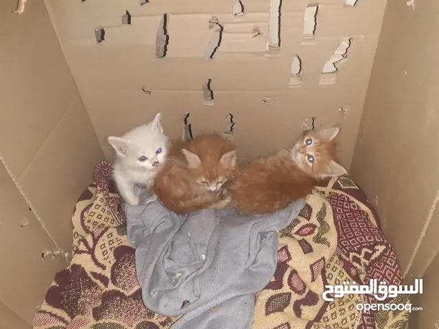 3 قطط شيرازي