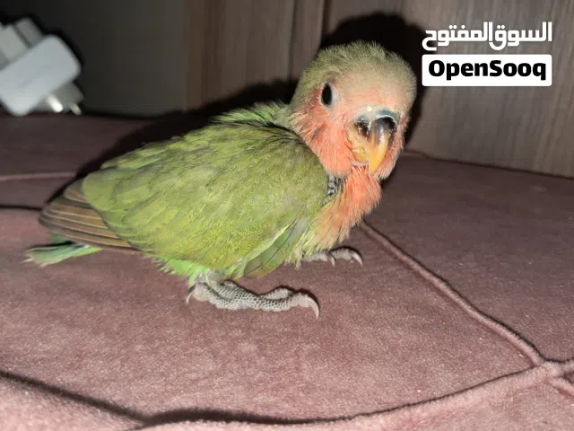 فرخ بركديلو اقرا الوصف