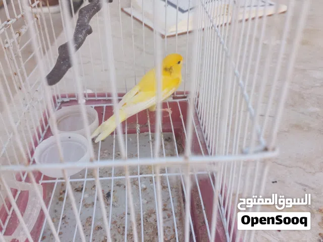 عصفور كناري