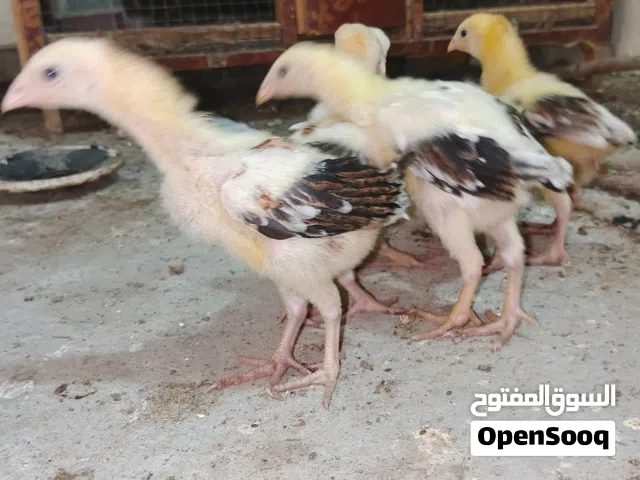افراخ هراتي عمر اقل الشهر صور الامهات بالمنشور الزوج  وإذا  شلع بيهن مجال