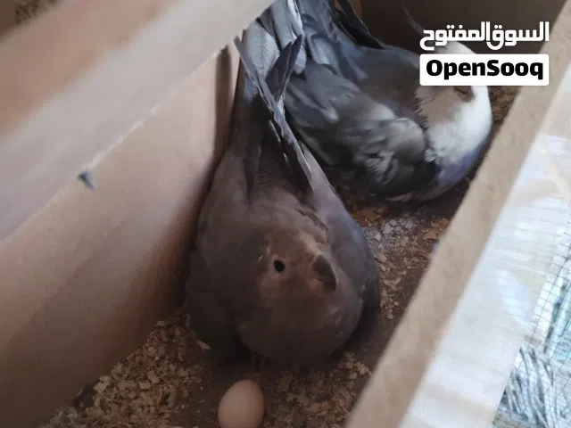 زوج كوكتيل انگليزي وايت فيس شرط التبزير للبيع ( اقرا_الوصف )
