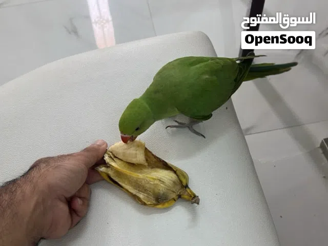 ببغاء دره اليف جدا ولعوب