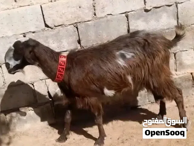 عقيقه ذبيحه نذر فدو عنز بلدي سن نظيف