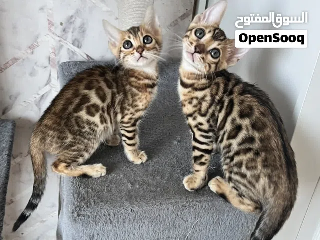 Bengal kittens 2 months old