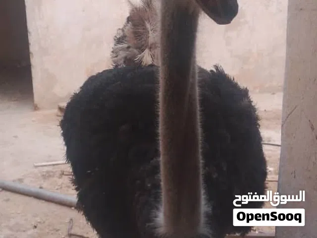 نعامه  ذكر