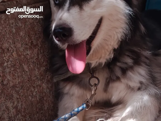 هايسكي نثيه غير متزوجه ما مخلفه من قبل