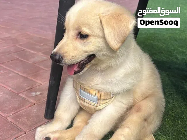 كلب جولدن ريتيفر عمره 3شهور فقط