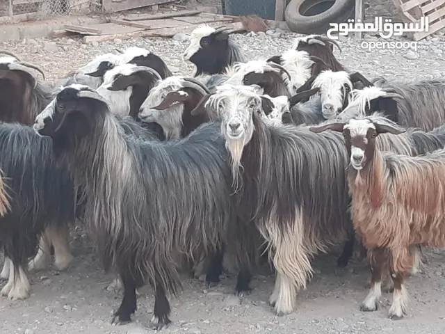 رموج من حلال بني سعيد ماشاء الله تبارك الله حلال نظيف لتربية