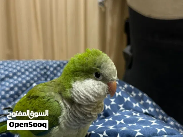 بغبغان كويكر بنت سنه ونص