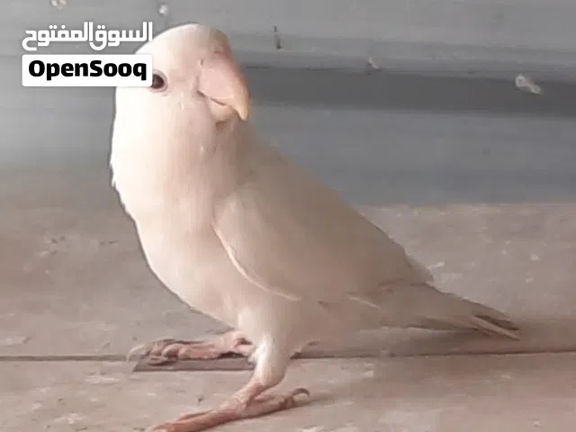 ذكر روز البينو عيون حمر بسعر مناسب