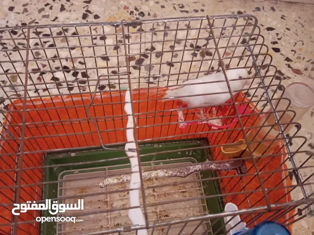 ذكر كنار صوت نار صحه 200/100 لون ابيض ولا لطشه
