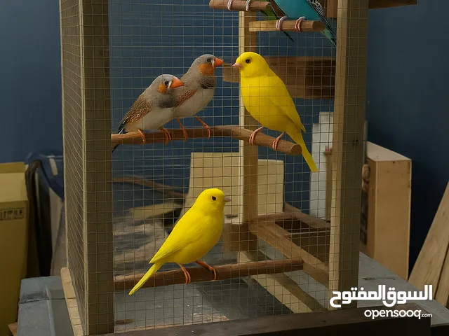 قفص للطيور كبير ارتفاع متر عرض نصف متر مظاف اليه مكان للاكل الطيور مكان للبيض مكان الفضلات