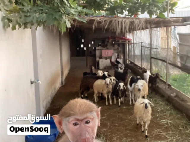 للـبيع لك رغبه تواصل ع الواتساب