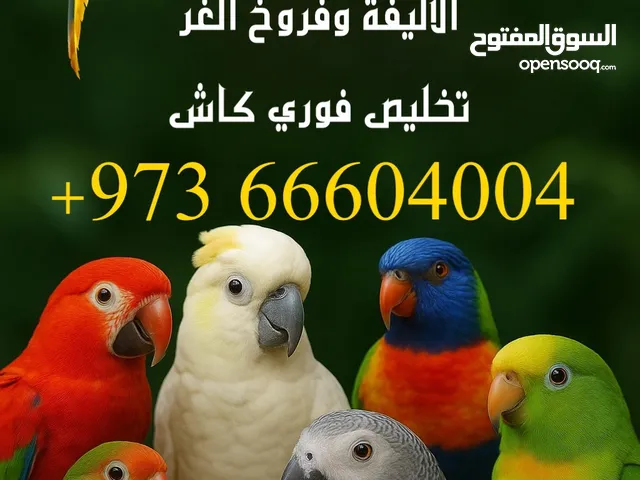 We buy all kind of bird نشتري كل الطيور