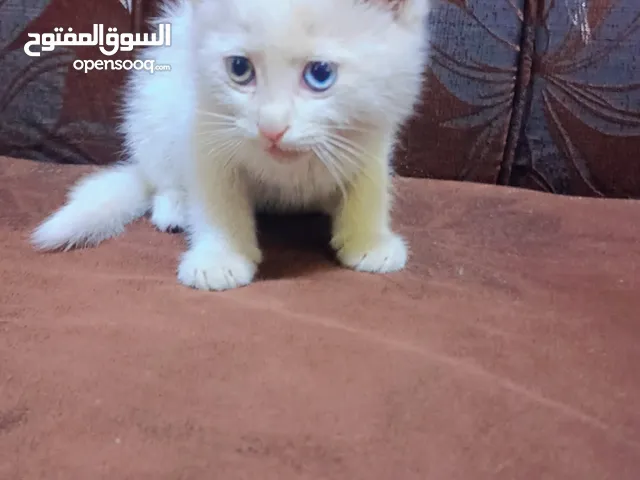 شيرازي صغير كل عين شكل مطعمه نضيفه ا