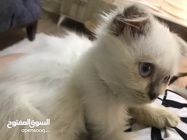 قطط هملايا