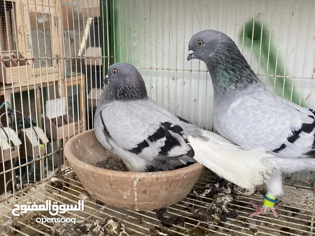 حمام سوري انتاج وكش