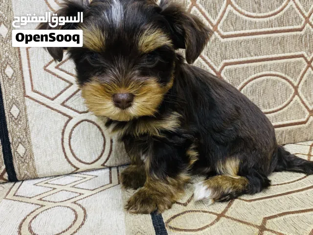 Shihtzu/yoursark for sale