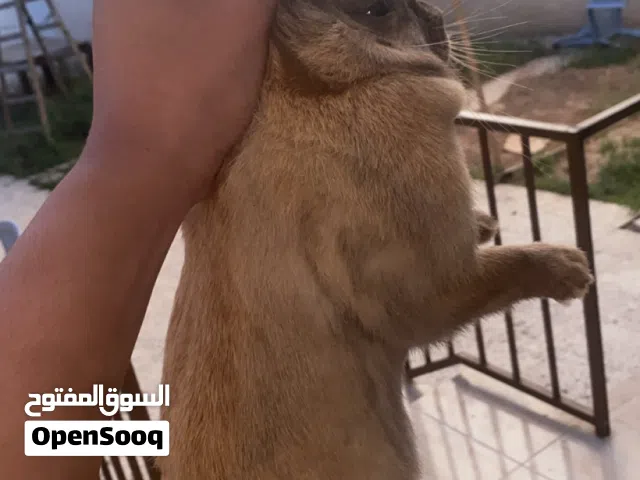 جوز ارانب للبيع تواصل واتس