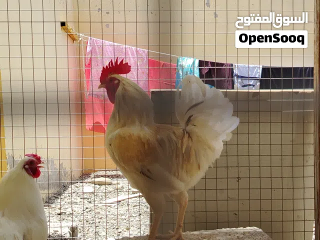 ديك عماني للبيع