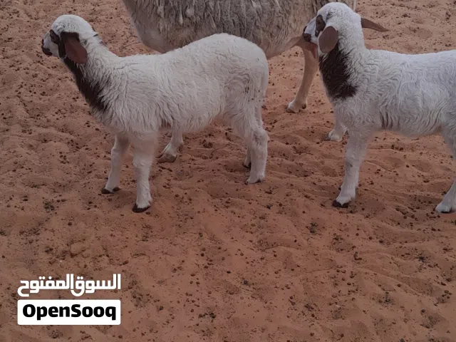 نعجه متاومه تحتها خروف وفطيمه عمرهم  4 شهور سنها اول جمع فر صغير