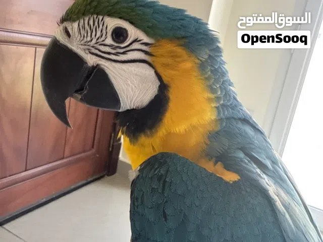 مكاو أزرق وذهبي مع القفص