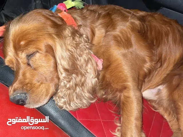 كلب كوكر اسباني cocker spaniel كلب اسباني اليف ذات حجم صغير