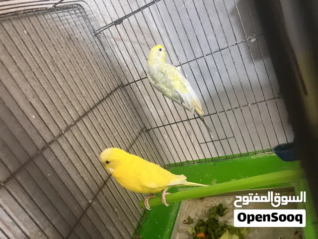 كوبيا بقلينو للبيع اقره وصف