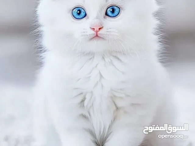 قطة شيرازي العمر شهرين عيون زرق شعر كثيف لون ابيض