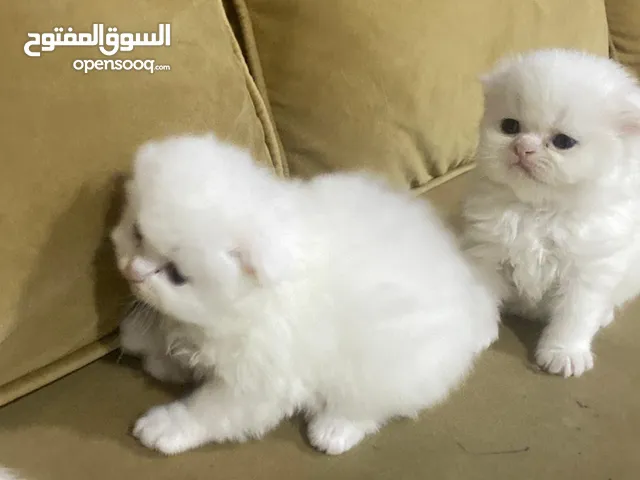 قطط للبيع سكوج فولد