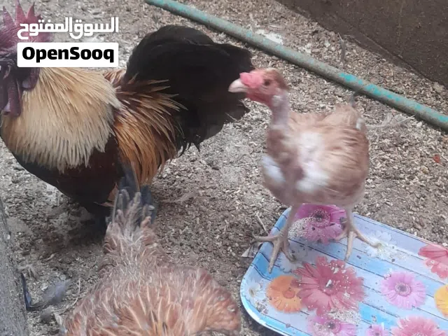 دجاج مع فروج مع ديج للبيع بسعر مناسب اقرا الوصف مهم
