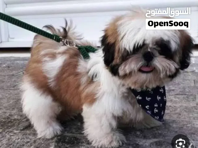 كلب شيتزو عمر 6 أشهر