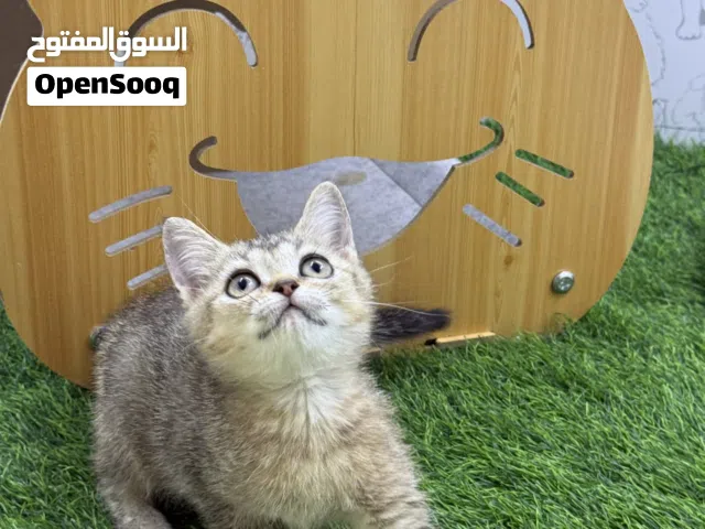 أنثى بريتش