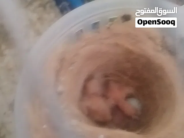 جوز كنار  فحل مخملي وطيره كرزيه تحتو ثلاث فراخ 40 نهايتهم