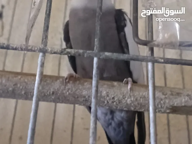 متاح في السلط