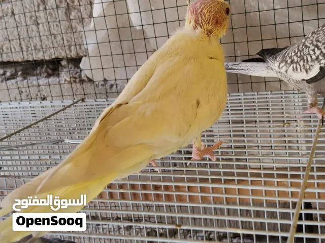 كوكتيل انكليزي وشكري للبيع..الوصف