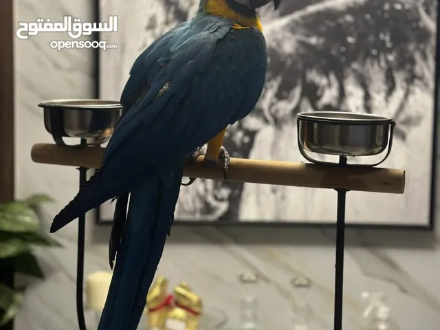 Blue gold macaw bird perfect health